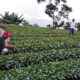 - 23 06 23 productores agricolas 1024x499 1
