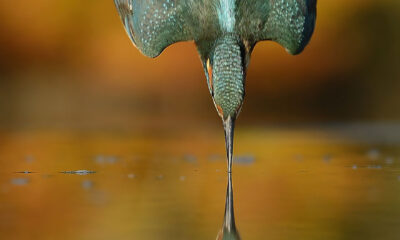 - Alan McFadyen Kingfisher martin pescador