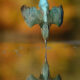 - Alan McFadyen Kingfisher martin pescador