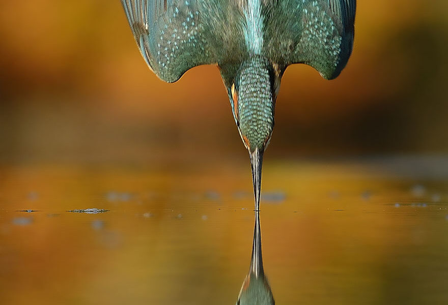 - Alan McFadyen Kingfisher martin pescador