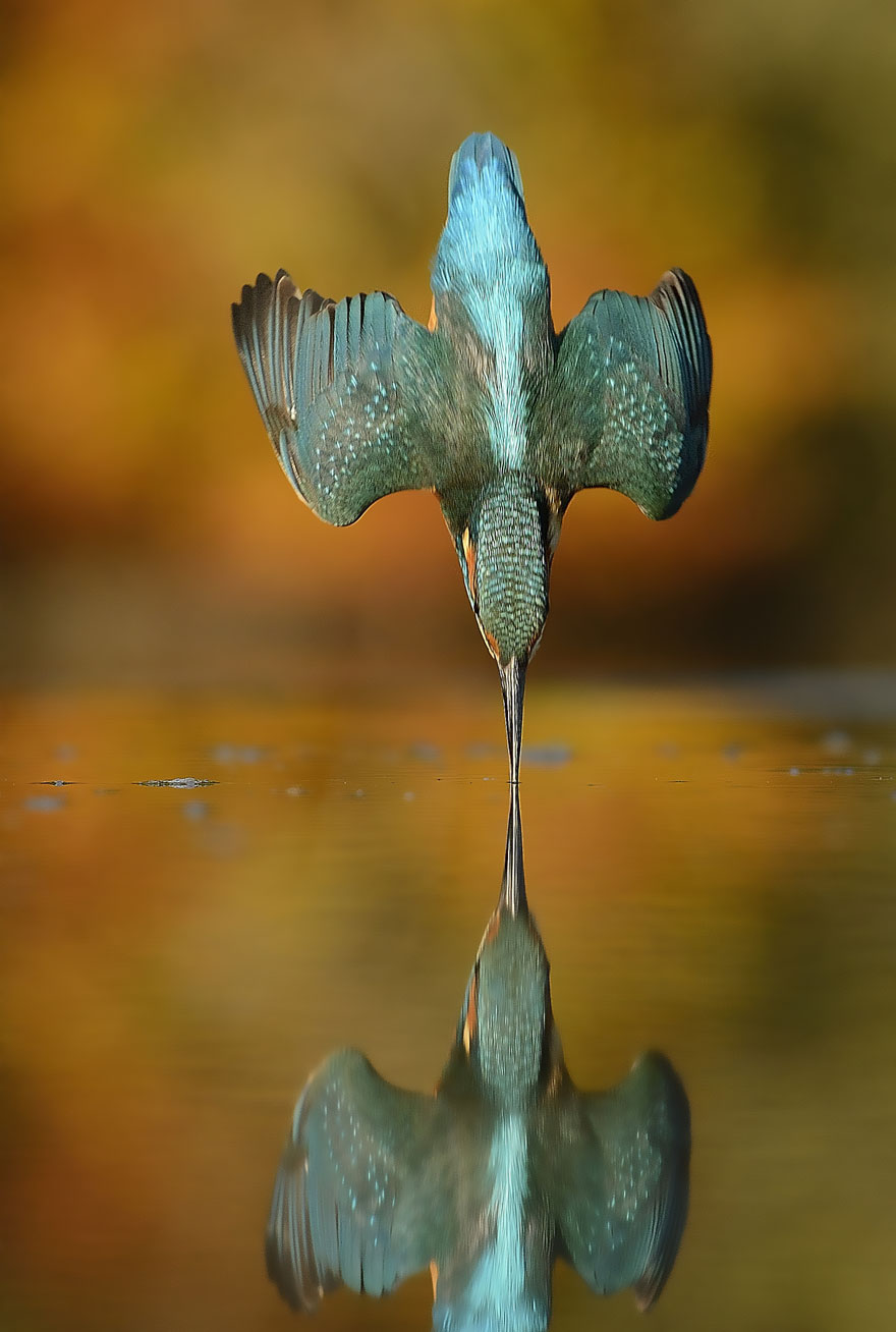 - Alan McFadyen Kingfisher martin pescador