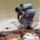 - GUAJIRA