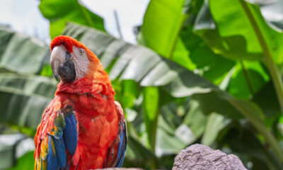 - guacamaya freepik