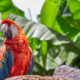 - guacamaya freepik