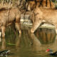 - animales