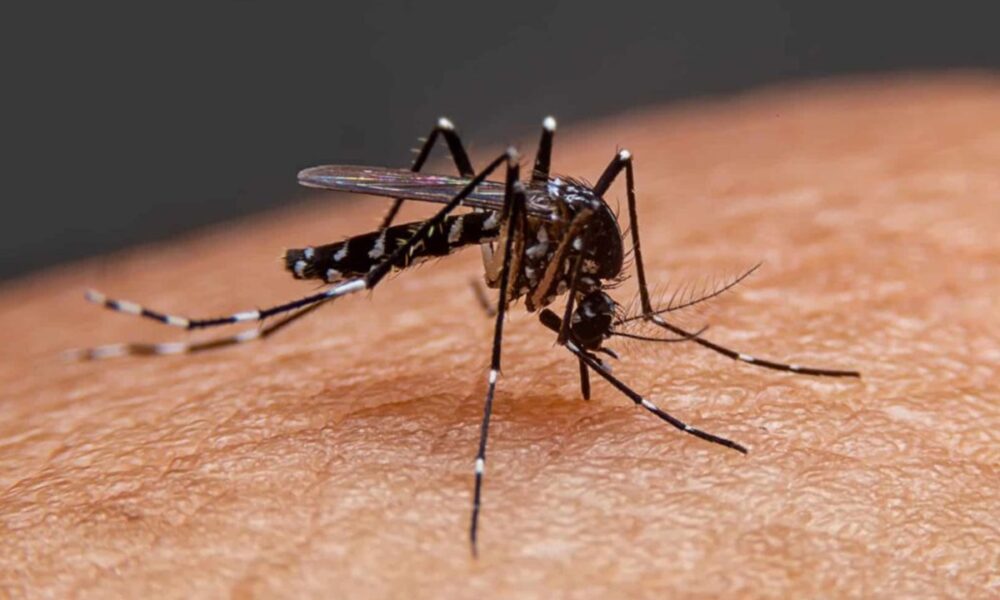 - dengue