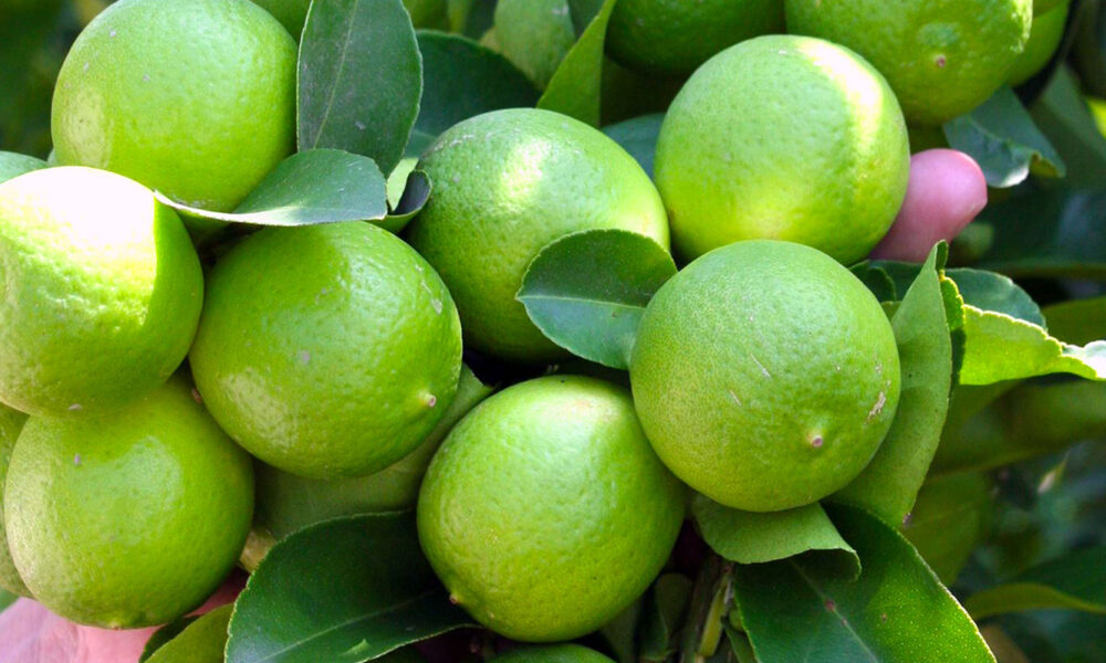 - limonmexicano