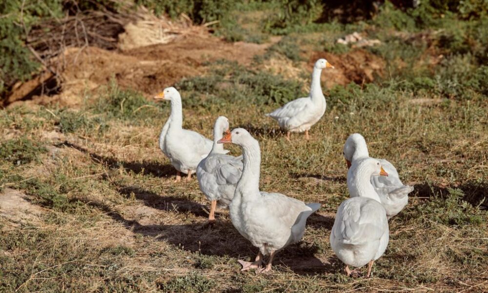 - patos blancos freepik 1024x683 1