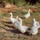 - patos blancos freepik 1024x683 1