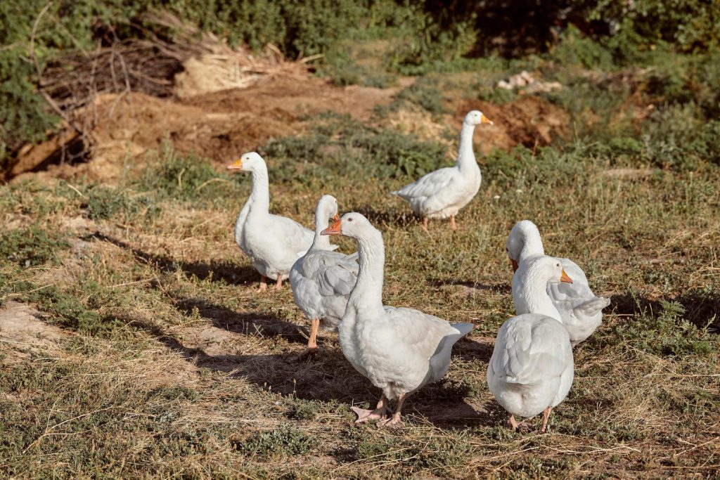 - patos blancos freepik 1024x683 1