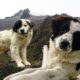 - Certifican a perros Mucuchies como la unica raza pura de Venezuela