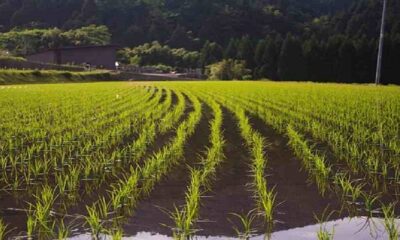 - Siembra De Arroz