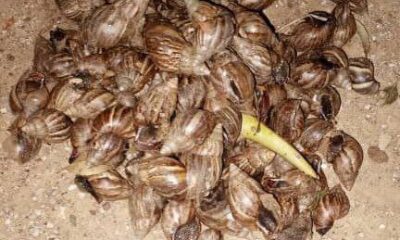 Caracol africano - photo1704064013