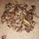 Caracol africano - photo1704064013