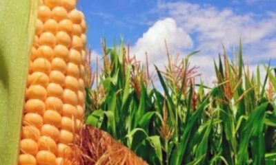 - 05 01 24 maiz fedeagro financimiento diesel