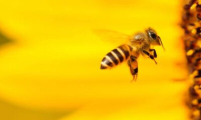 - abejas1