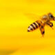 - abejas1
